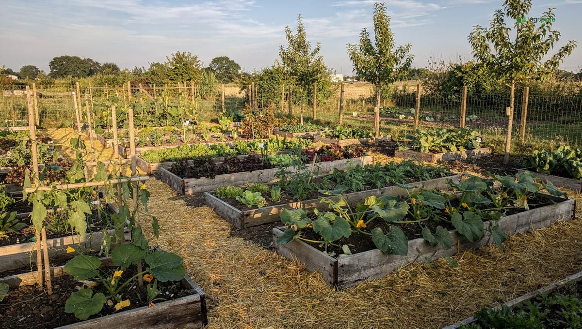 Half-acre vegetable garden with rows of raised beds, mulched paths, and a few young fruit trees along the edge