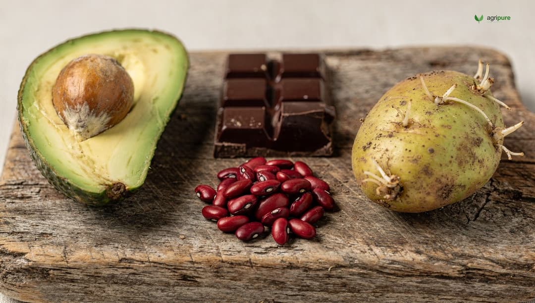 A rustic wooden board holding a halved avocado with its pit, a bar of dark chocolate, dried kidney beans, and a green-tinged sprouting potato, arranged as foods to keep away from chickens