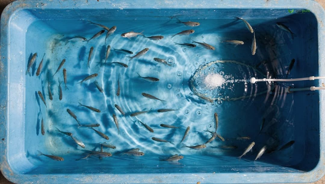 Tilapia fingerlings in a clean blue aquaponics fish tank viewed from above, with aeration bubbles visible in the water