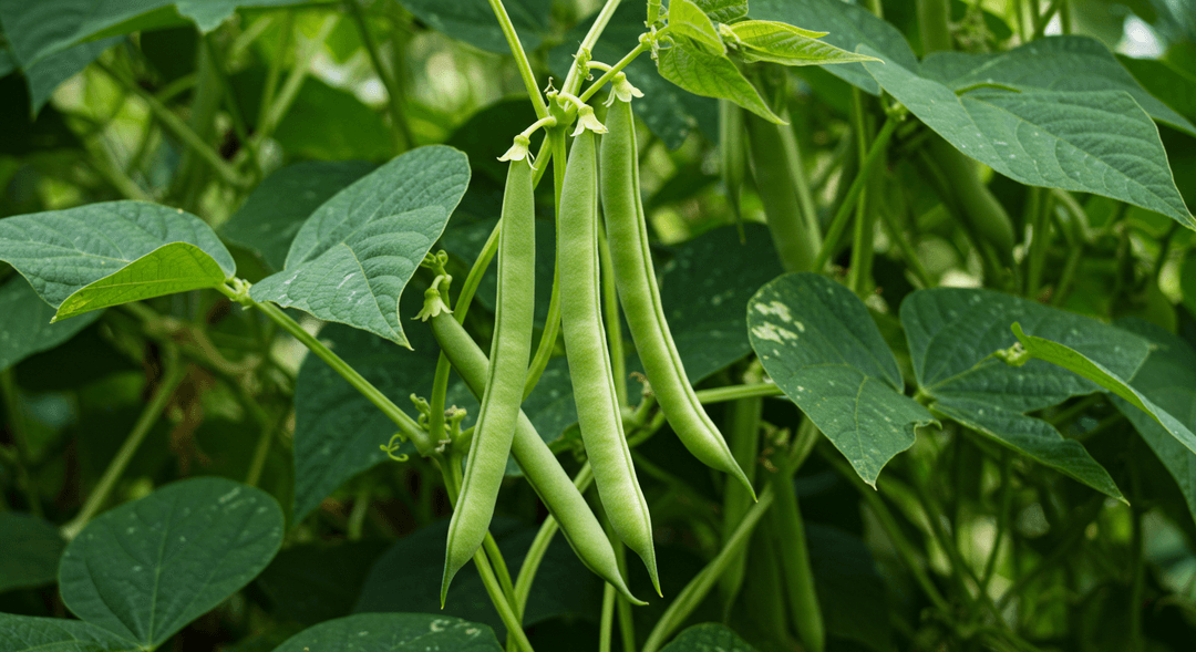 Plump green snap beans hanging from climbing vines in a sunny backyard vegetable garden.
