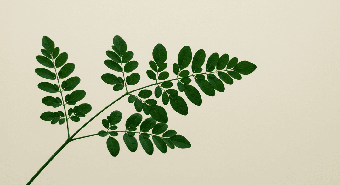 Delicate compound leaflets of a Moringa tree silhouetted against a warm cream background.