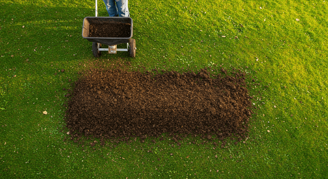 An overhead view of someone applying a thin layer of dark, finely textured compost across a healthy, green lawn using a broadcast spreader. The compost is spread thinly enough that the grass blades are still visible through the brown organic material.