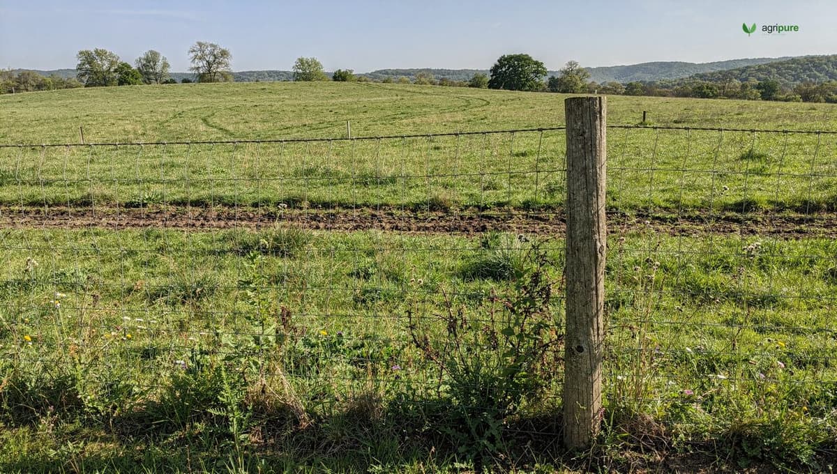 A woven-wire field fence with wooden corner posts running along the edge of a green pasture on a small farm