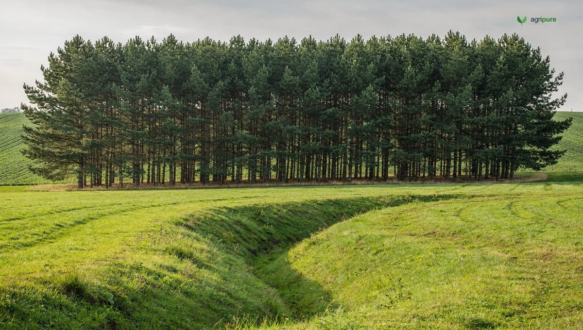 A multi-row evergreen windbreak of spruce and pine along a farm field boundary, sheltering cropland, with a grassed swale in the foreground
