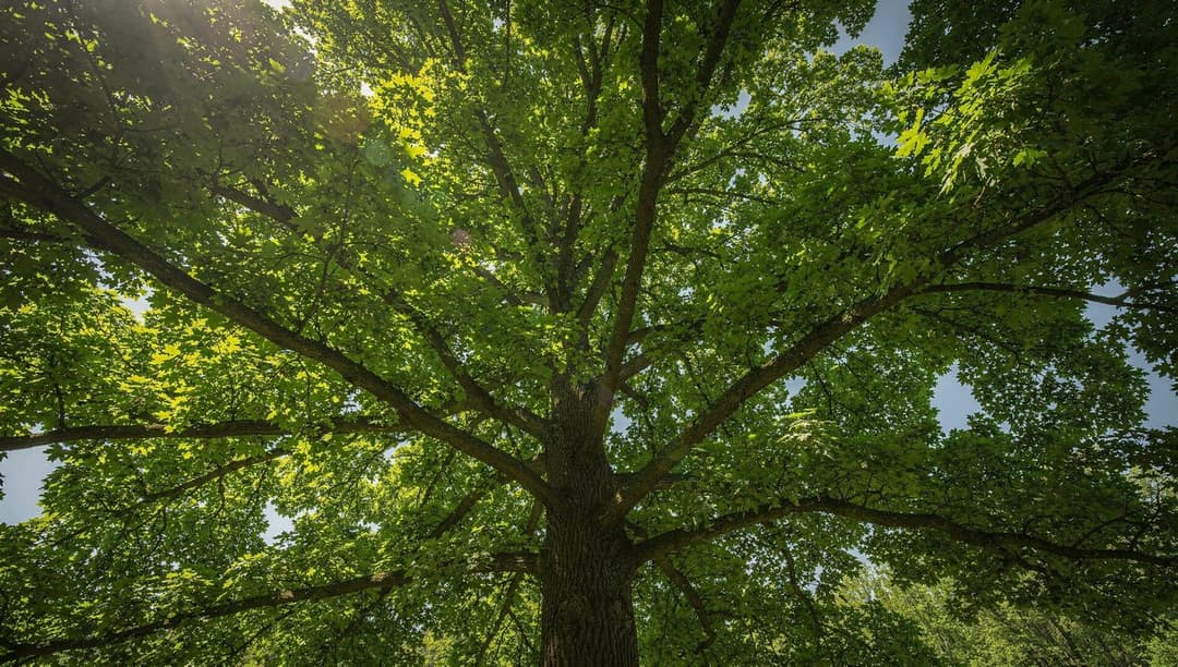 Sunlight filtering through the broad green summer canopy of a mature deciduous shade tree seen from below against a blue sky.