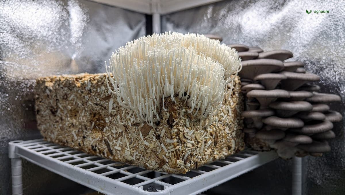A white cascading lion's mane mushroom fruiting from a colonized hardwood sawdust block inside a humid indoor grow tent, with grey oyster clusters on a second block nearby