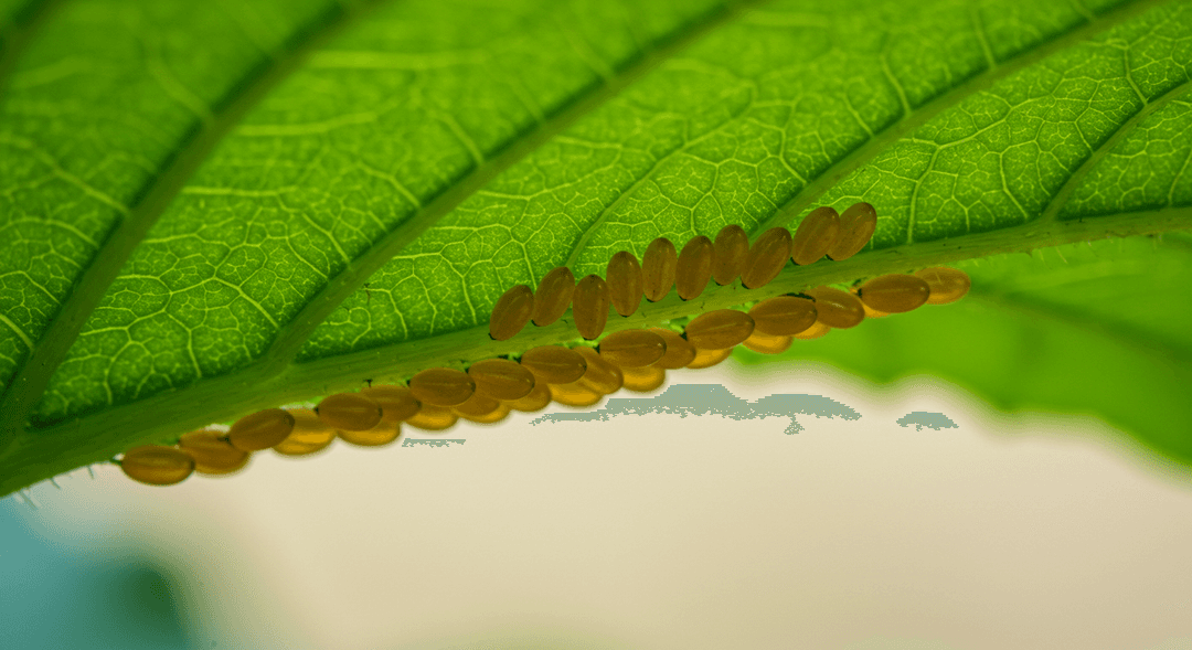 A close-up, photorealistic image showing a cluster of small, oval, yellowish-bronze squash bug eggs neatly laid along the veins on the underside of a bright green squash leaf. The leaf is healthy and well-lit, providing clear detail of the pest eggs.