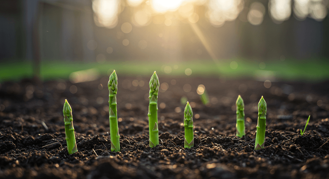 A close-up, ground-level photograph of bright green asparagus spears emerging from dark, fertile soil in a well-established perennial bed during early spring. The spears are crisp and upright, indicating a healthy, mature plant ready for harvest. In the blurred background, hints of a permaculture garden setting with an organic feel are visible.