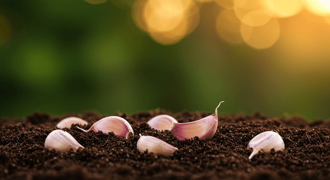 A detailed, photorealistic close-up shows several plump, unpeeled garlic cloves, their papery off-white and purple-tinged skins visible, partially buried in dark, nutrient-rich soil. Soft, diffused natural light illuminates the organic textures, with a gentle blur of green and warm earth tones in the background, conveying a sense of preparation for planting.