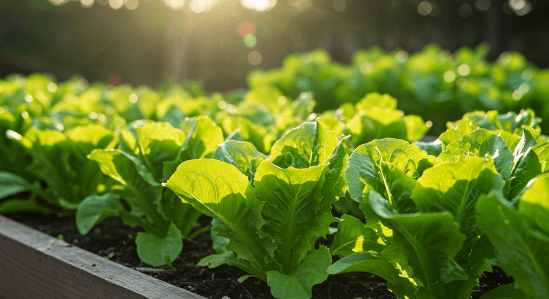 A close-up, photorealistic image of lush green 'cut-and-come-again' lettuce growing in a raised garden bed. The leaves are various shades of green, with some smaller, newly emerging leaves visible among larger, harvested ones, indicating continuous growth. Dappled sunlight illuminates the scene, highlighting the fresh texture of the lettuce.