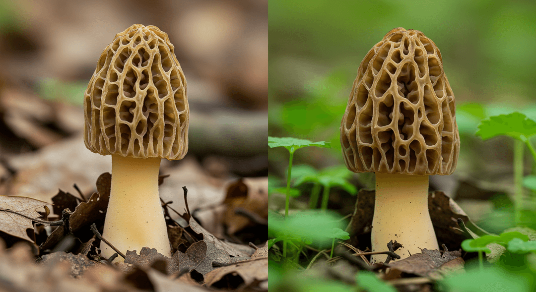 A photorealistic image showing a true morel (Morchella) with its characteristic pitted, honeycomb cap and hollow stem, positioned beside a false morel (Gyromitra) which has a wrinkled, brain-like cap and a visibly denser, chambered interior. Both mushrooms are emerging from dappled leaf litter on a forest floor.