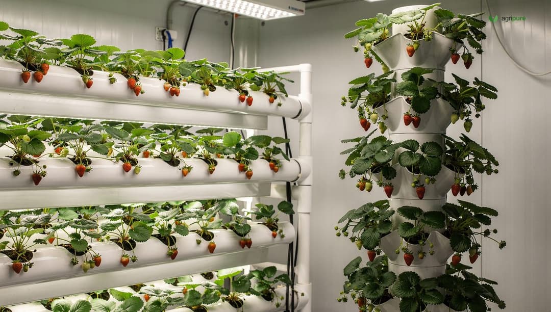 Side-by-side view of a white PVC NFT channel system and a vertical tower planter filled with strawberry plants in an indoor grow room