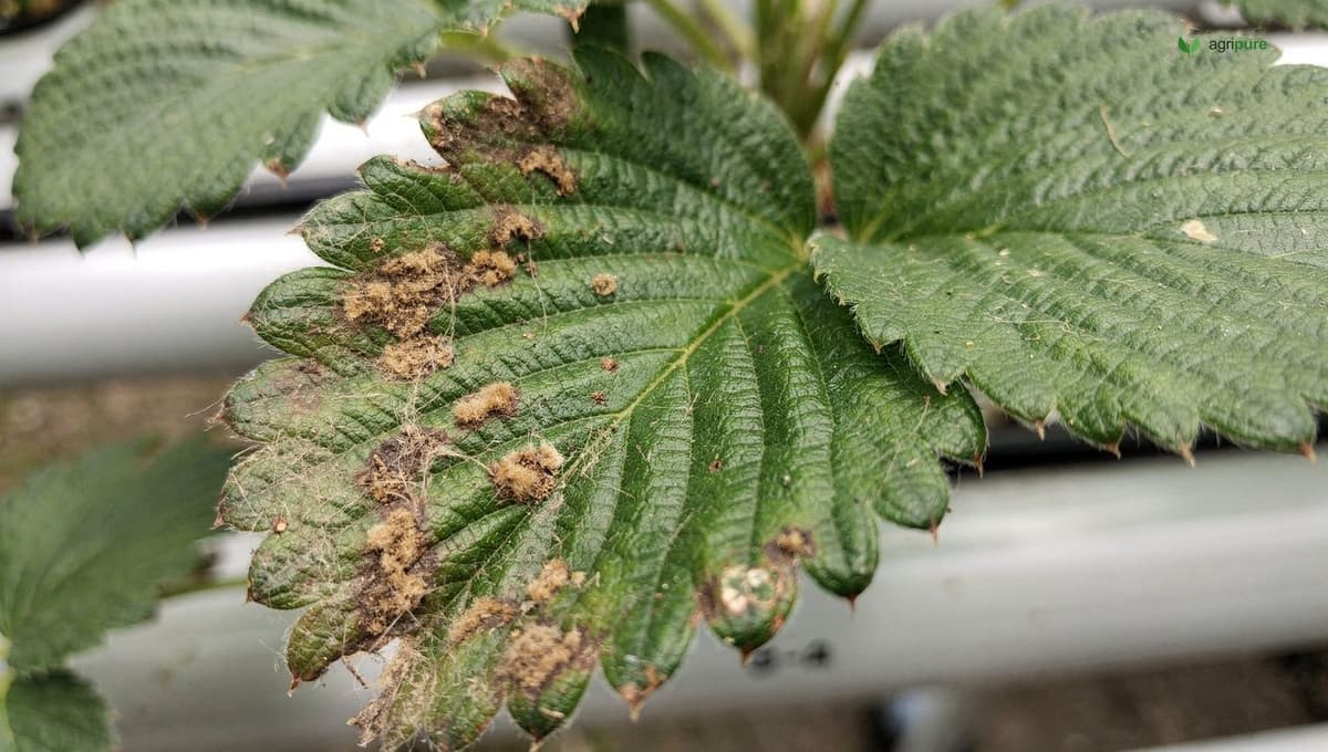 Close-up of a strawberry plant leaf showing early signs of gray mold (Botrytis cinerea) with tan-brown lesions at the leaf margin, next to healthy green leaves