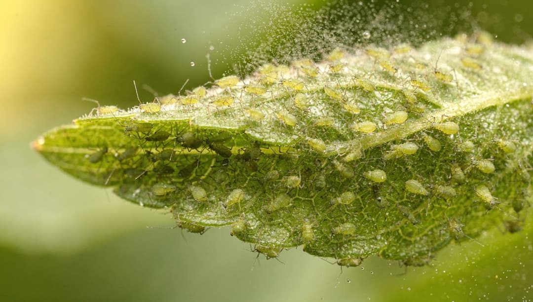 A close view of green aphids clustered on the underside of a tender leaf, with droplets of spray glistening on the surrounding foliage.