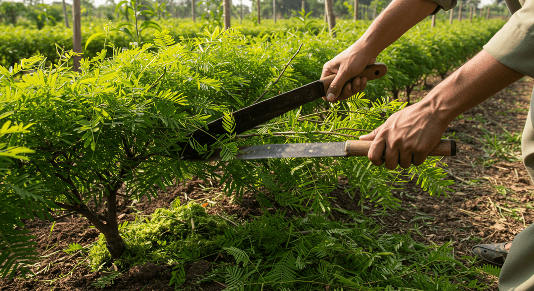 A close-up, ground-level photograph showing a person's hands and arms actively pruning a lush green Leucaena leucocephala hedgerow in a sunlit, rural Pakistani orchard. Freshly cut branches and leaves lie scattered on the dark, fertile soil beneath the plants, illustrating the 'chop-and-drop' method. Young fruit trees are discernible in the soft background, benefiting from the mulching.
