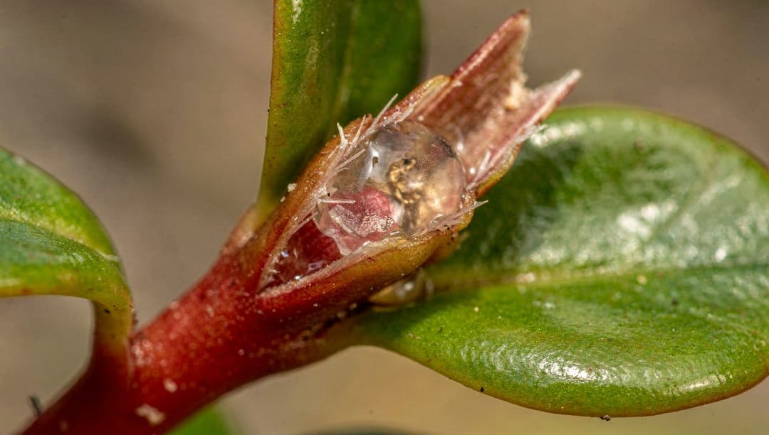 Close-up of a purslane stem snapped to show clear juicy sap next to thick glossy green paddle-shaped leaves on a reddish stem.