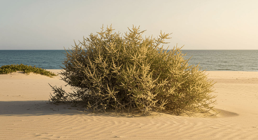 A salt-tolerant Tamarisk shrub growing robustly on a sandy, wind-swept ocean coastline.