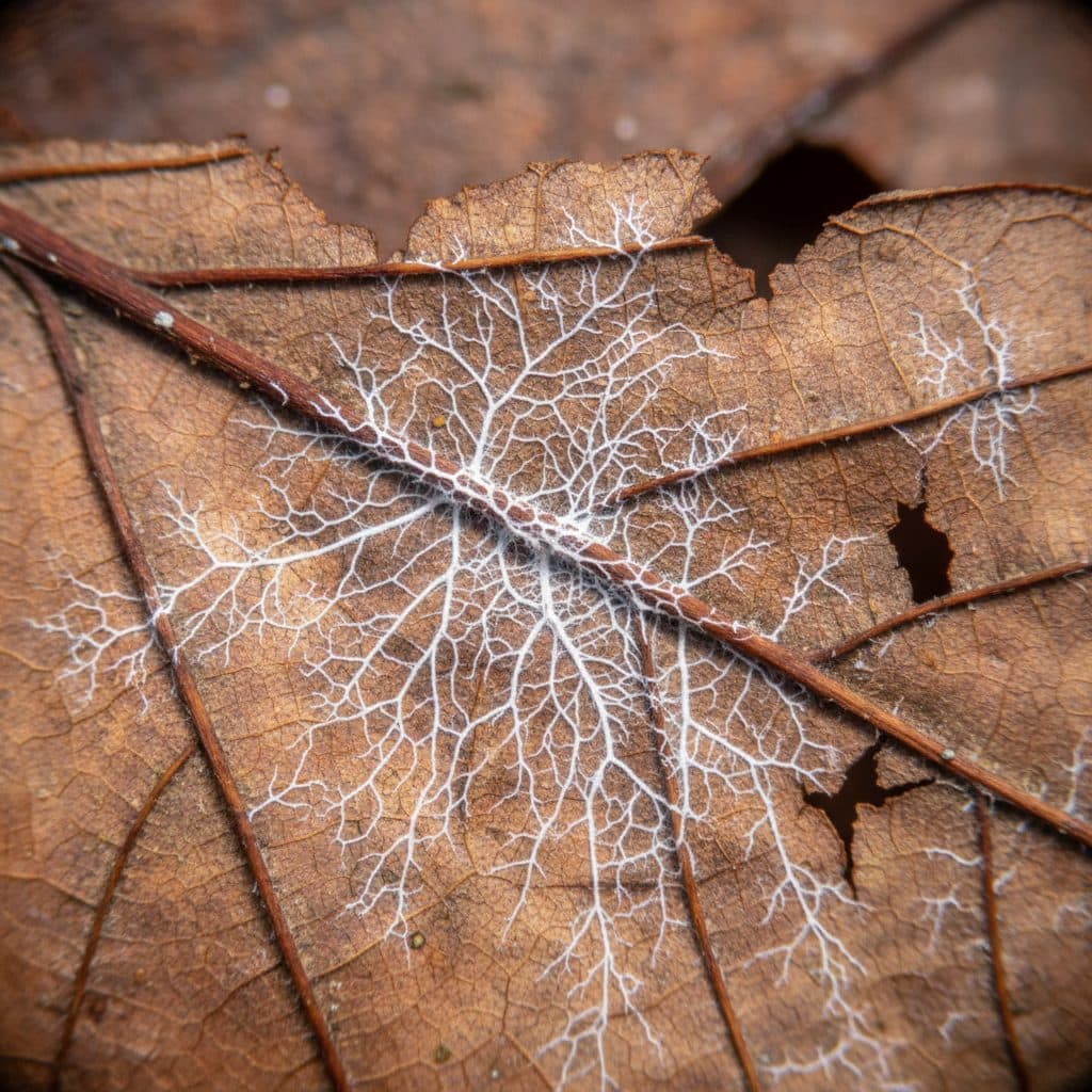 A microscopic view of white fungal mycelium spreading across a decaying autumn leaf.