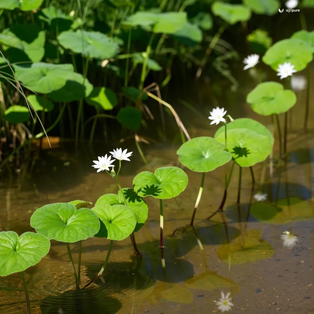 Watercress (Nasturtium officinale)