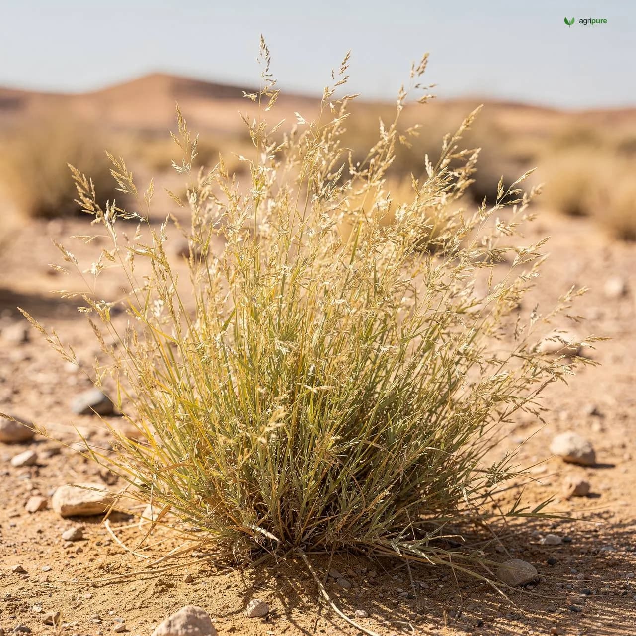 Desert Bunch Grass (Du'a Grass) (Panicum turgidum)