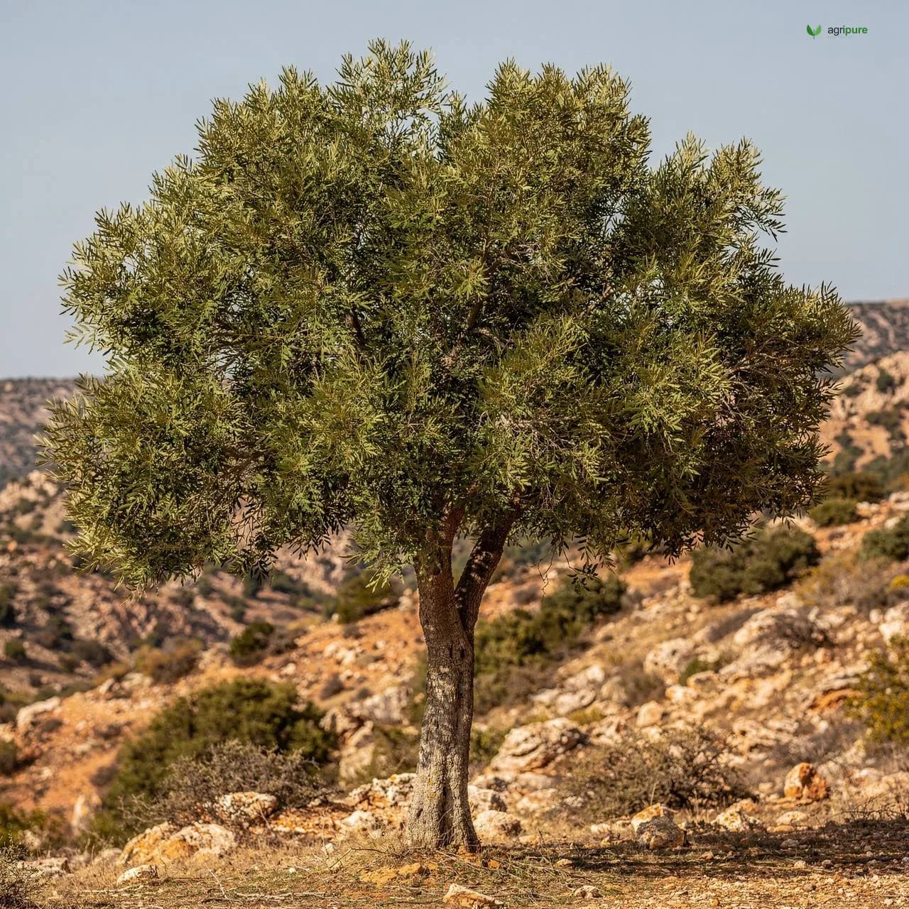 Wild Pistachio (Mt. Atlas Mastic) (Pistacia atlantica)