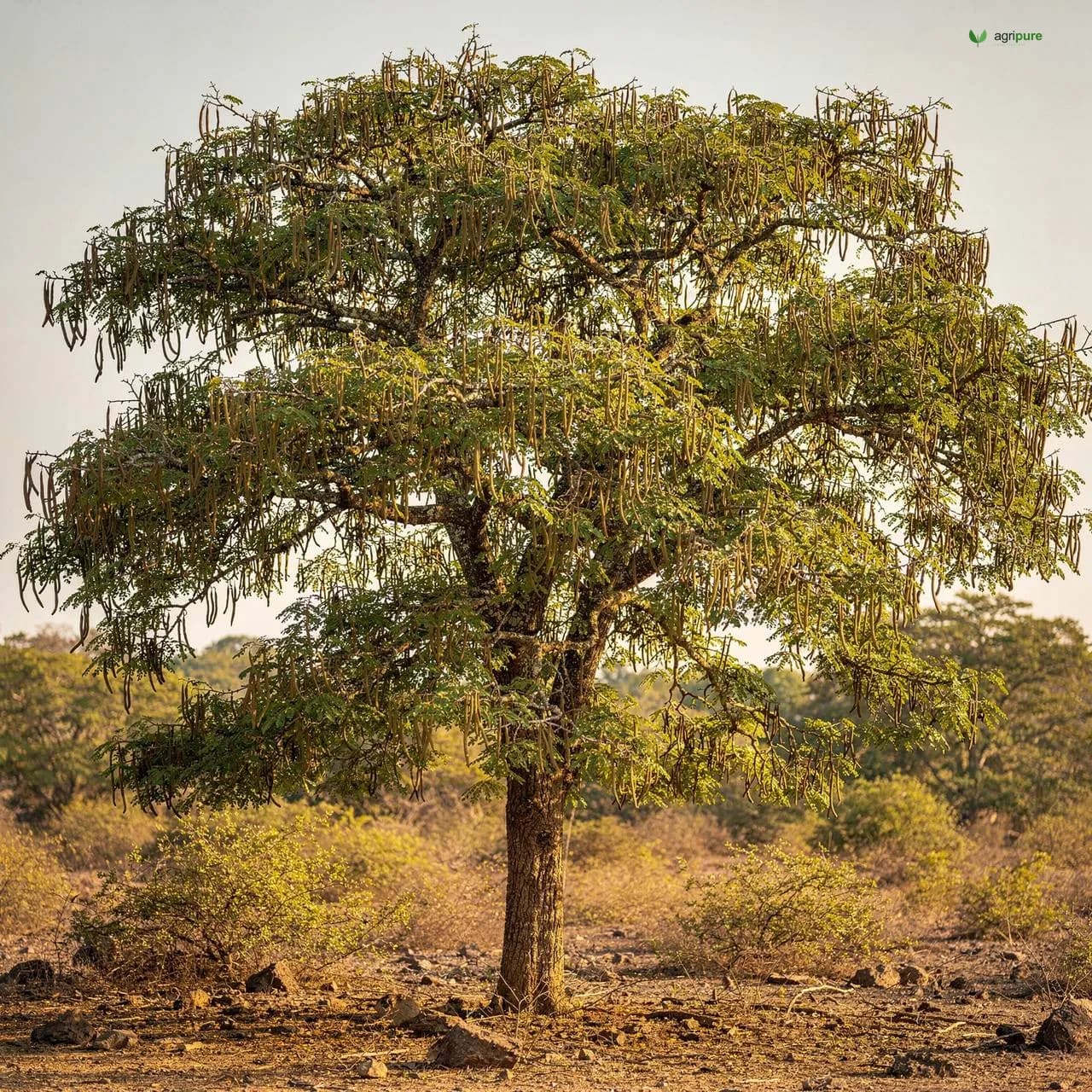 Manila Tamarind (Jungle Jalebi) (Pithecellobium dulce)