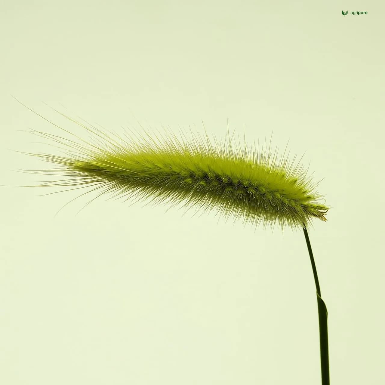 Foxtail Millet (Setaria italica)