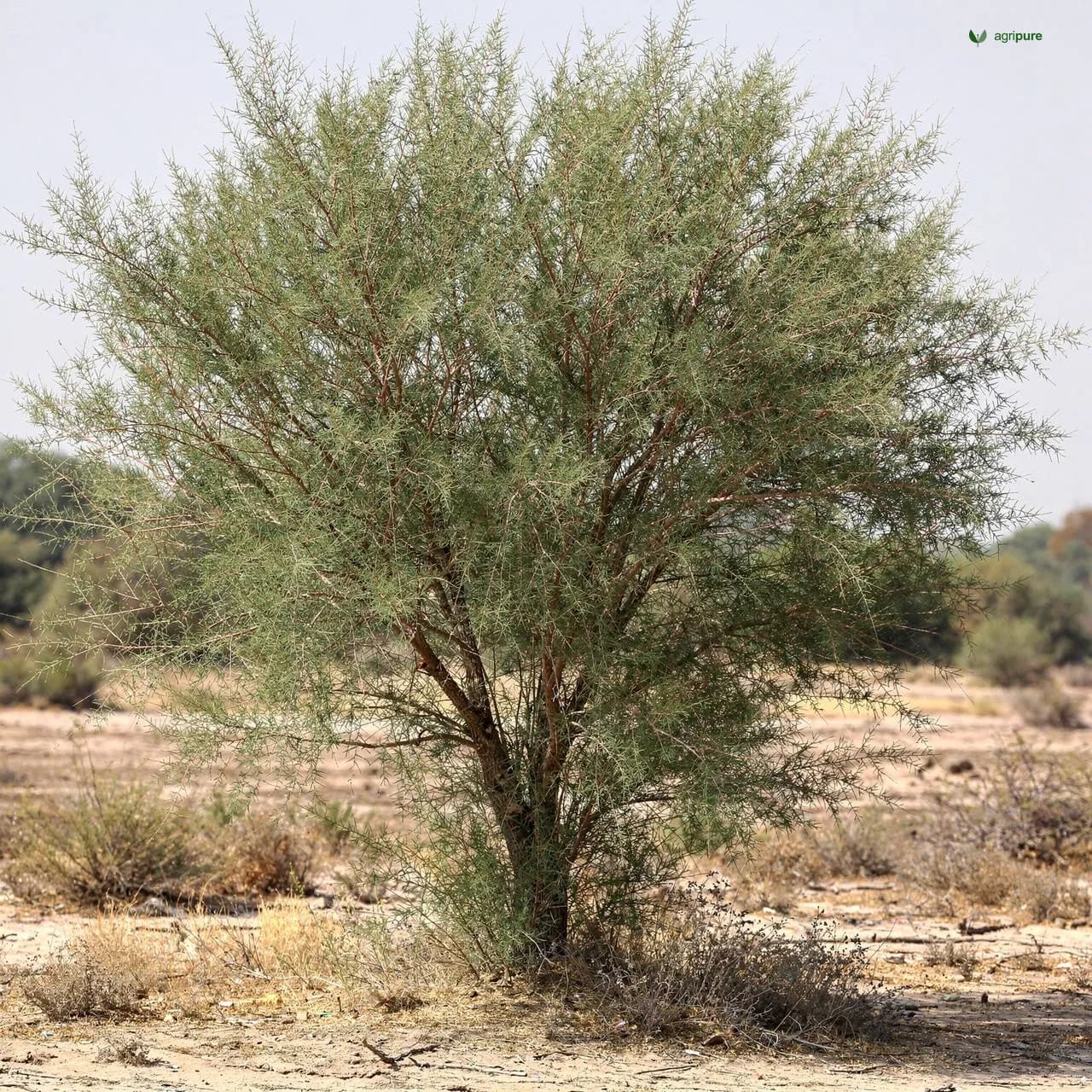 mulberry-shahtoot-white