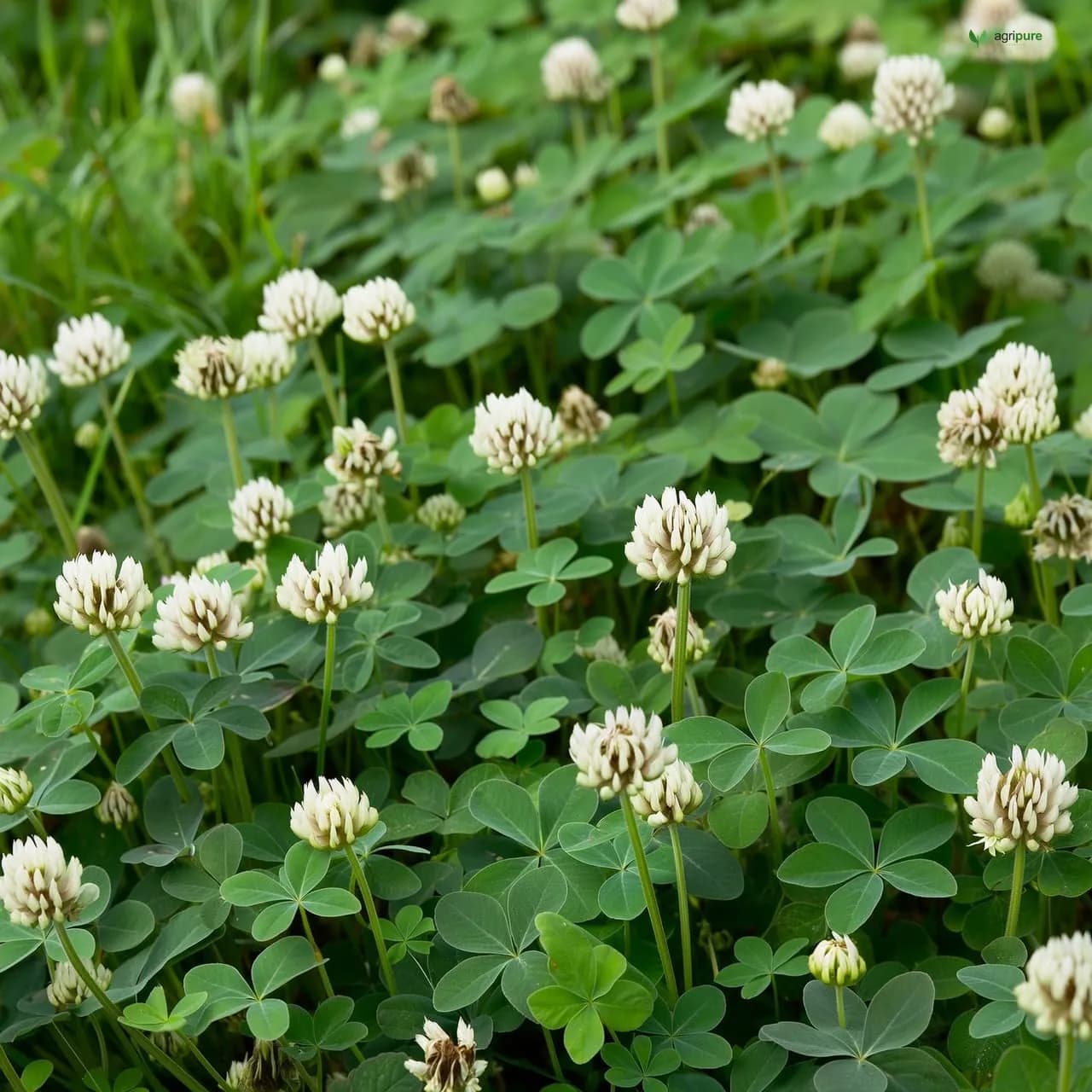 Oregano (Origanum vulgare)