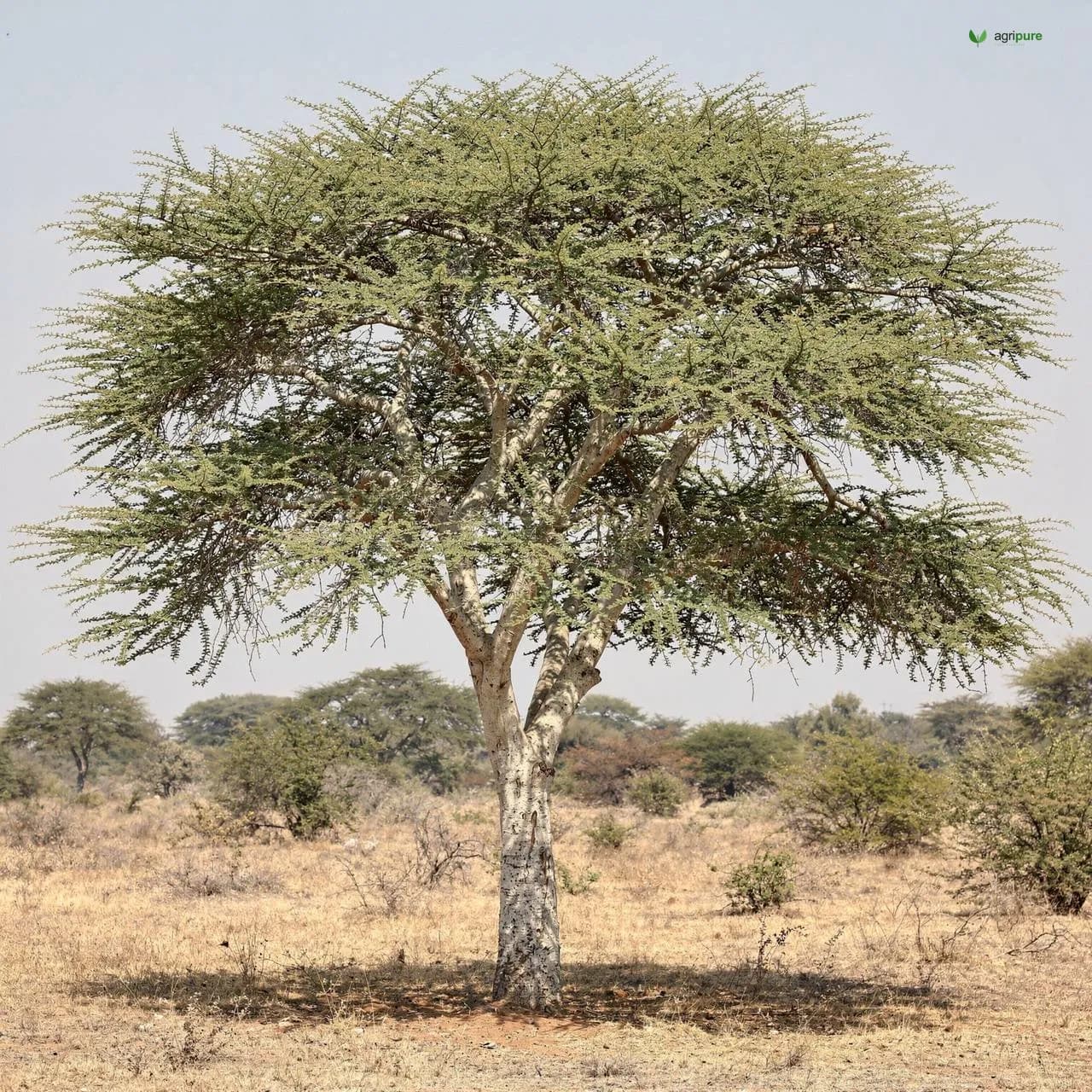 White-Bark Acacia (Vachellia leucophloea)