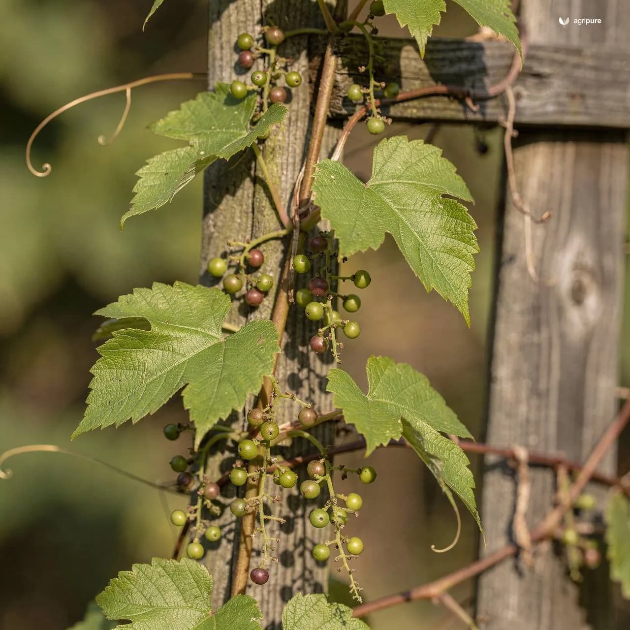 Small-Leaved Wild Grape (Vitis parvifolia)