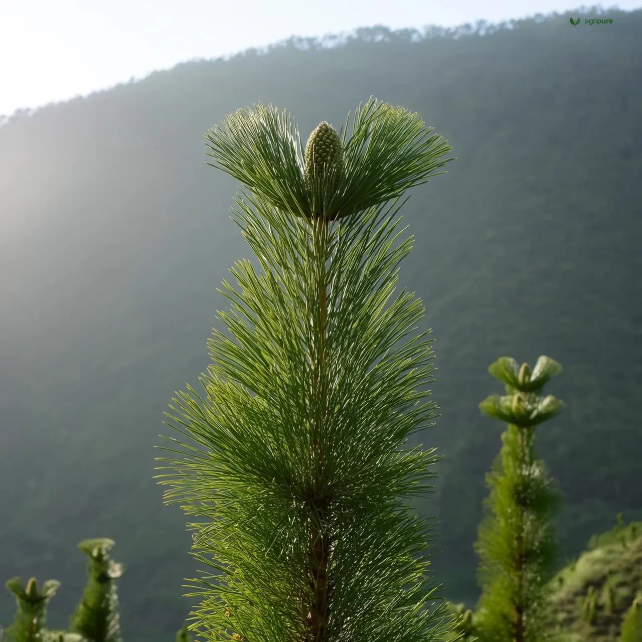 pinus-roxburghii