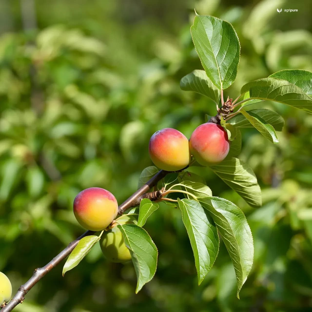 plum-satsuma