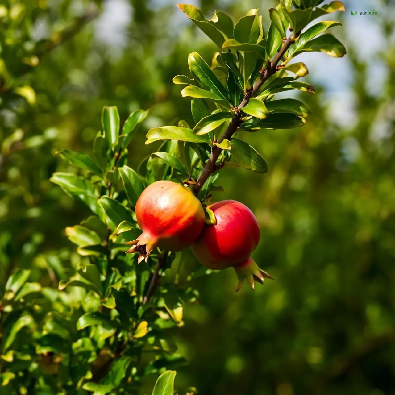 pomegranate-ganesh