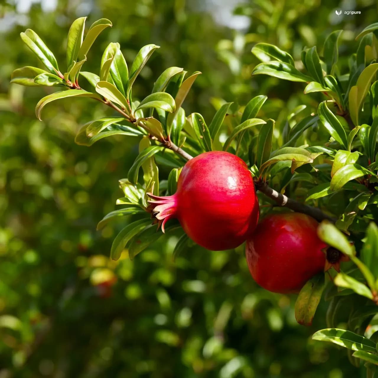 pomegranate-wonderful