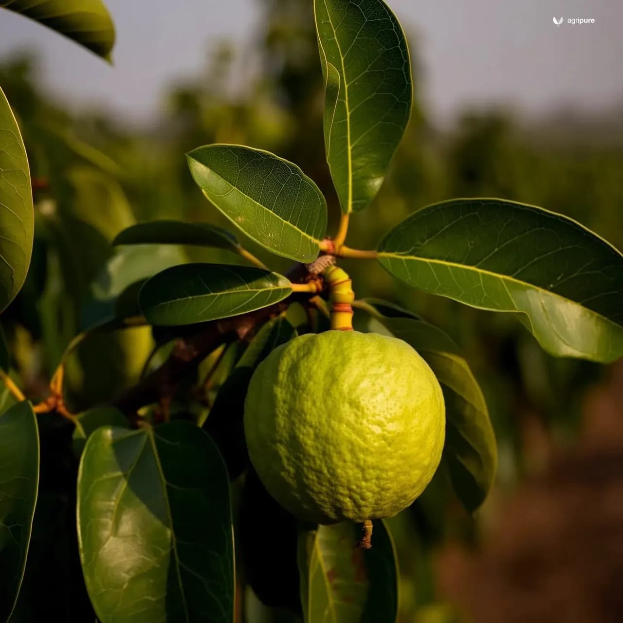 psidium-guajava