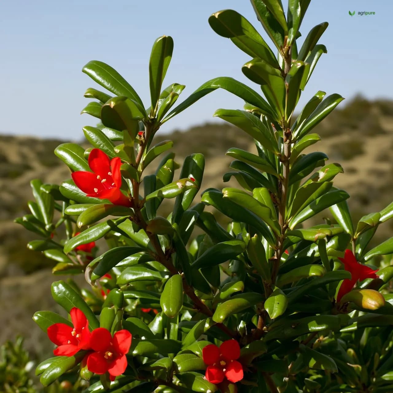 Wild Pomegranate (Punica granatum var. daru)