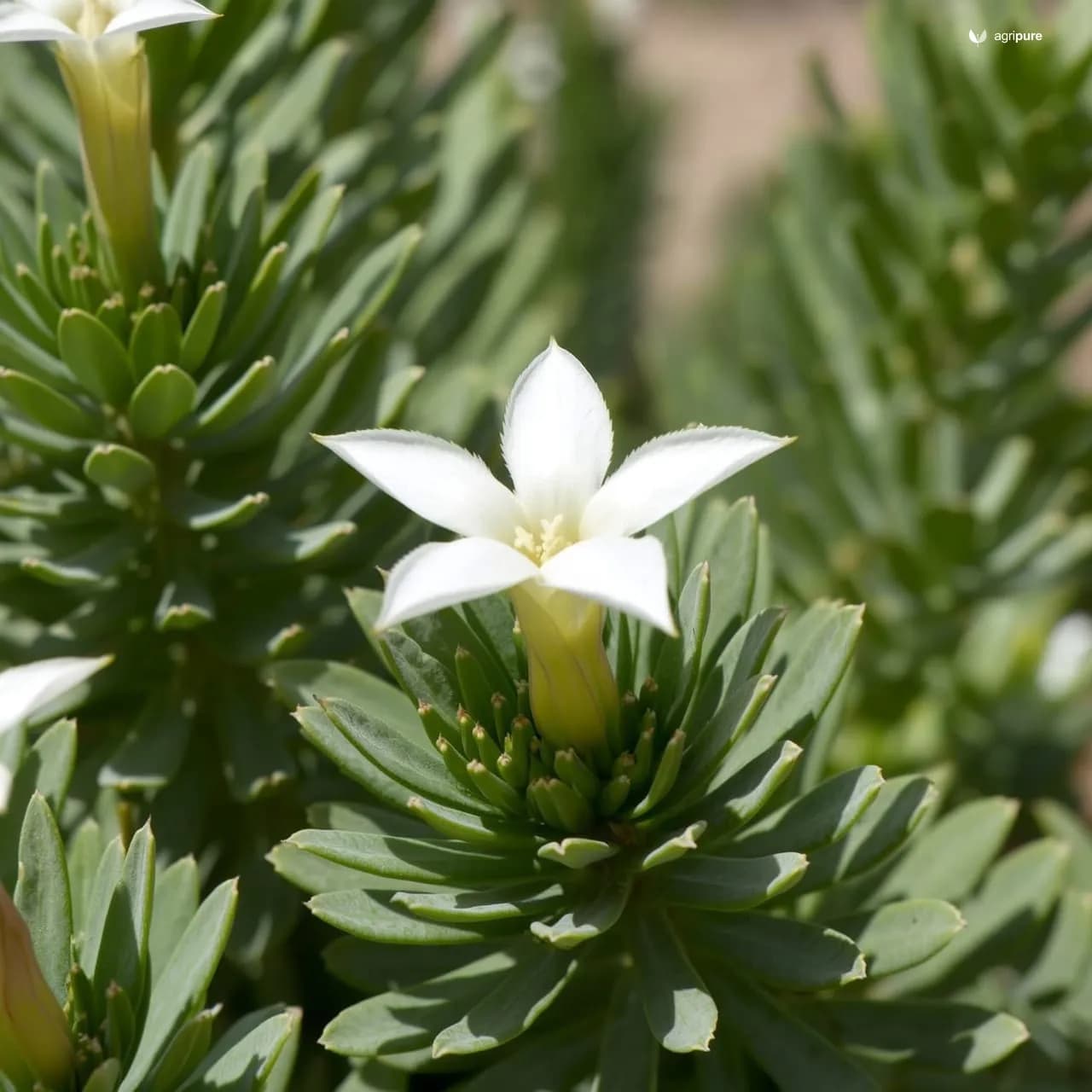 Harmal Shrub (Rhazya stricta)