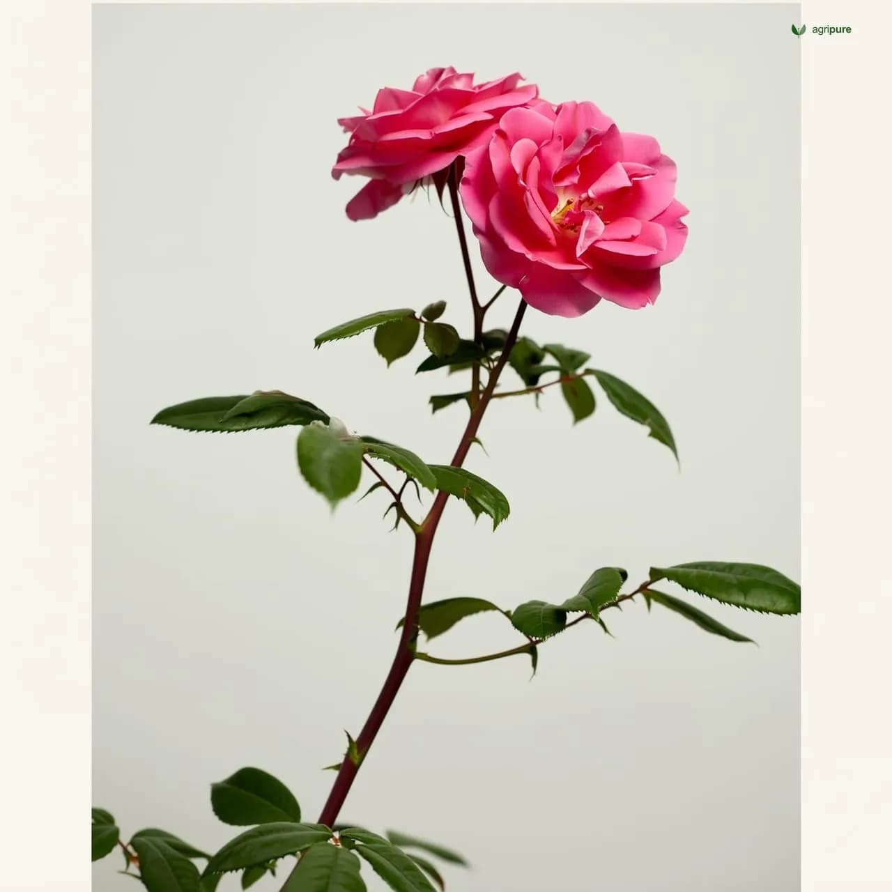 Damask Rose (Rosa damascena)
