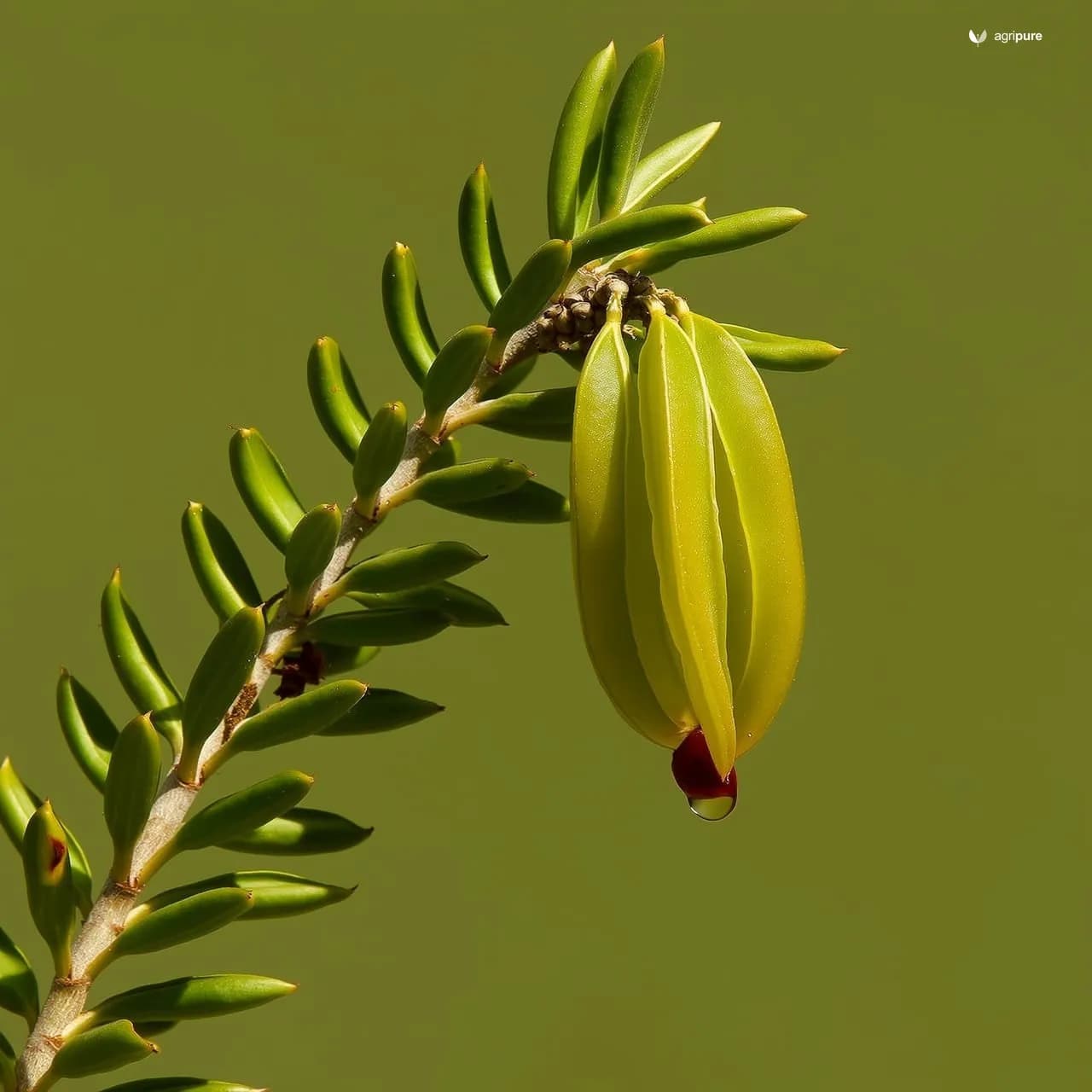 Jaal (Salvadora oleoides)