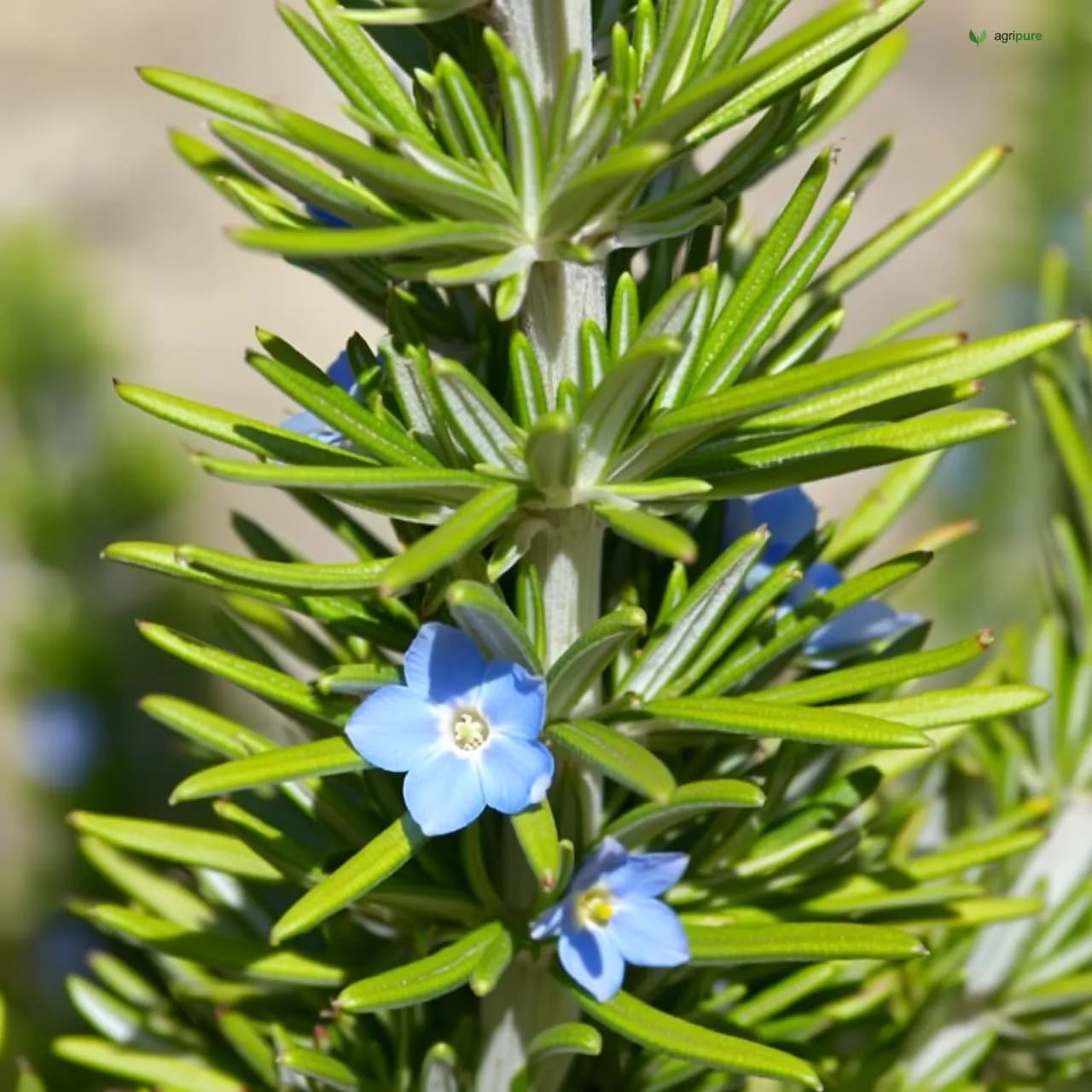 Rosemary (Salvia rosmarinus)