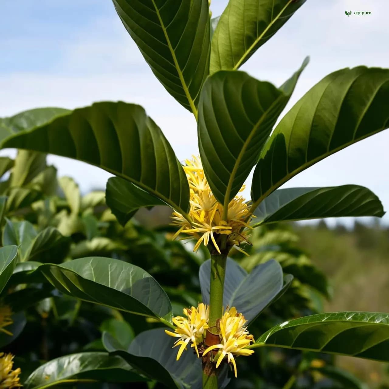 Coffee Senna (Senna occidentalis)