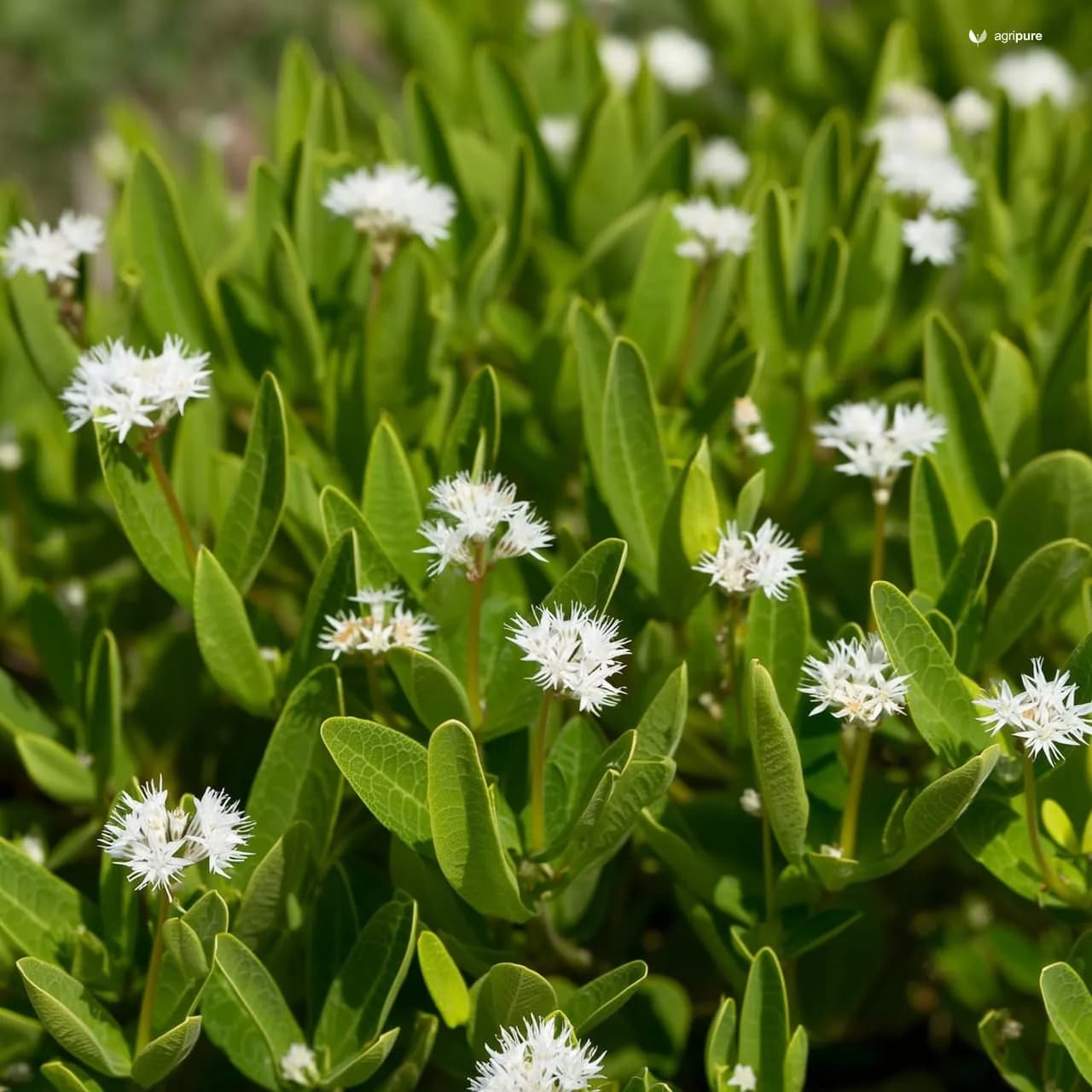 Stevia (Stevia rebaudiana)