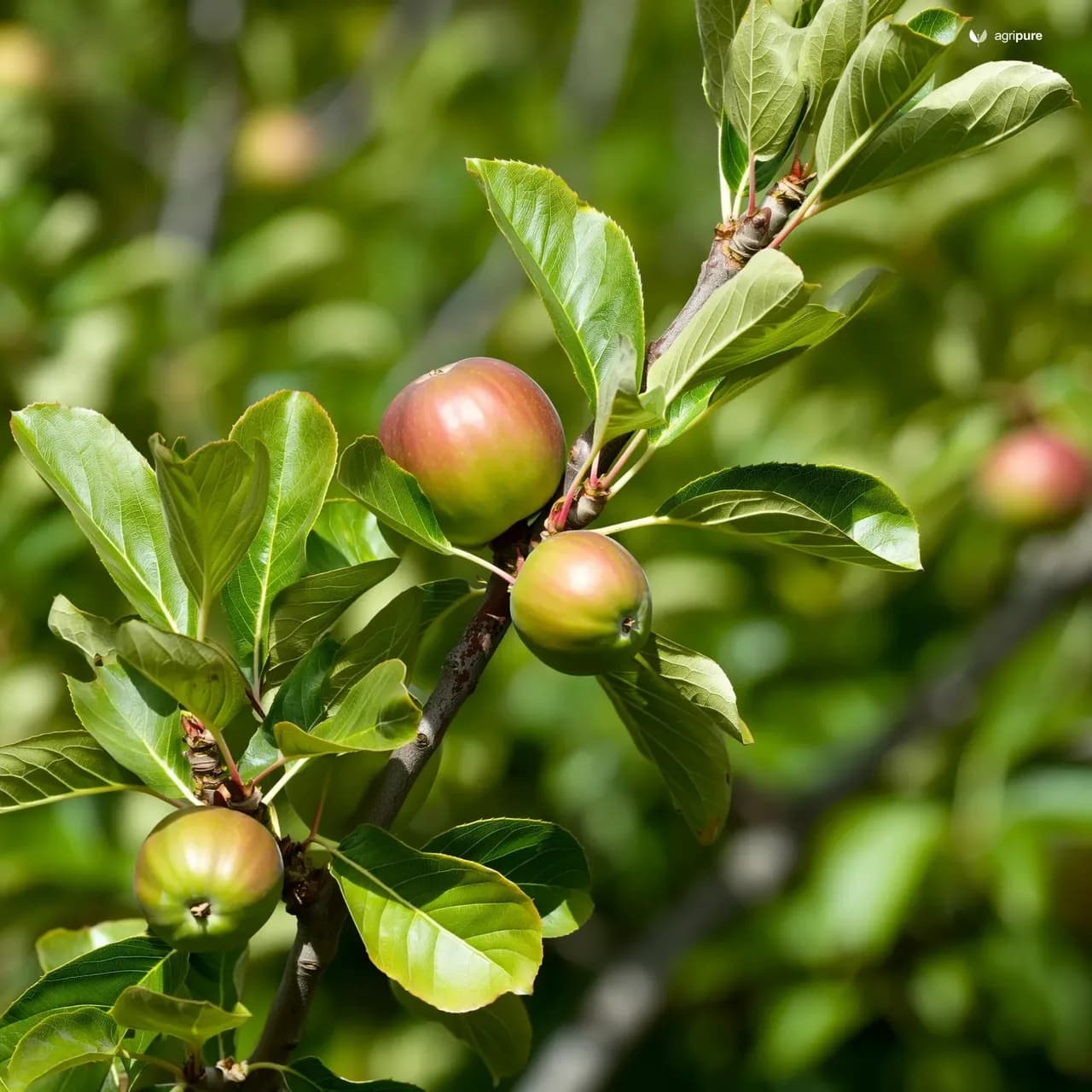 walnut-hartley