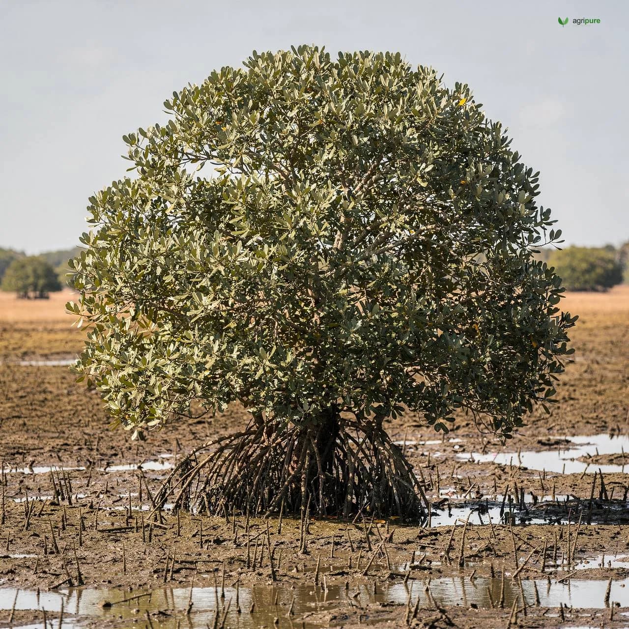 apricot-shakarpara