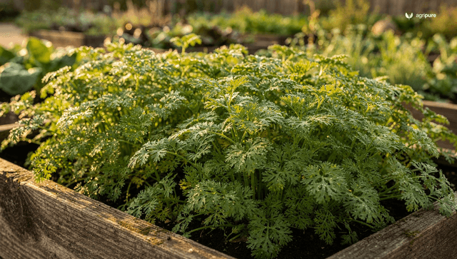 How to grow cilantro without it bolting