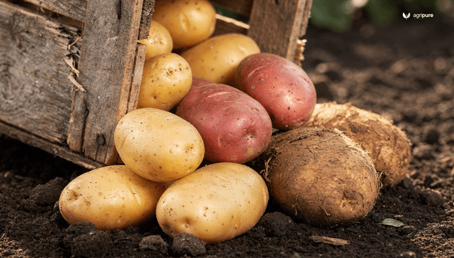 How to grow potatoes: in ground, bags, and towers