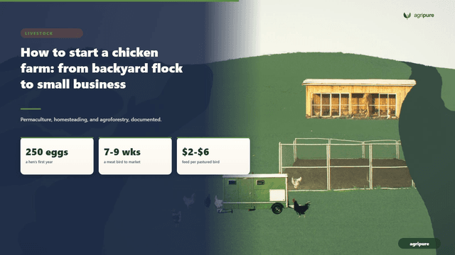 How to start a chicken farm: from backyard flock to small business