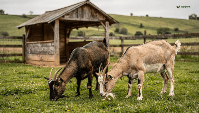 Raising dairy goats: the homestead milk supply that fits small land