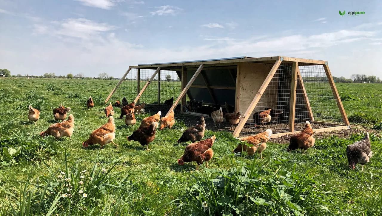A flock of chickens foraging on green pasture beside a portable A-frame chicken tractor in a field